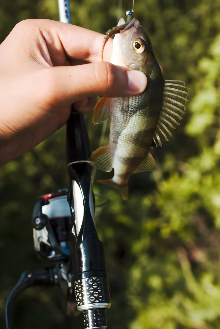 Reel in a Fish Successfully by Mastering These 9 Key Fishing Actions2 (2)