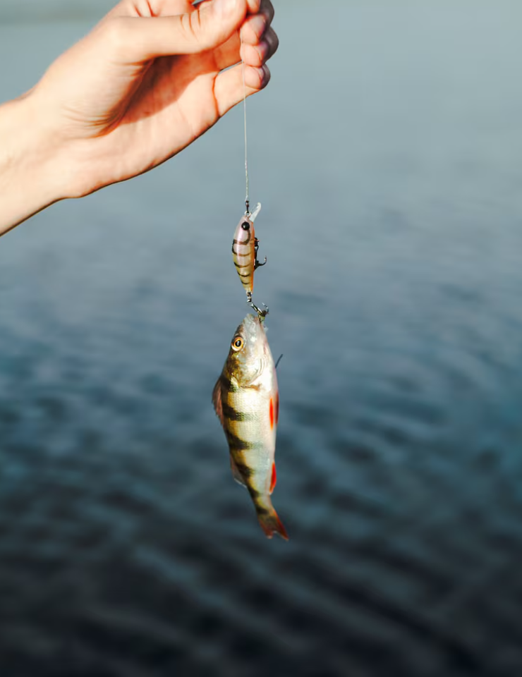 What Is the Best Way to Hook Live Bait