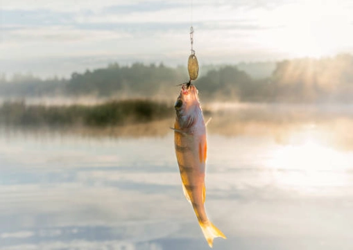 What Gear Do You Need for Pike Fishing as a Beginner